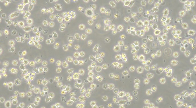 人U266B1骨髓瘤細(xì)胞(U266B1)