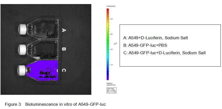 人A549-GFP肺癌细胞-荧光素酶(A549-GFP-Luc)