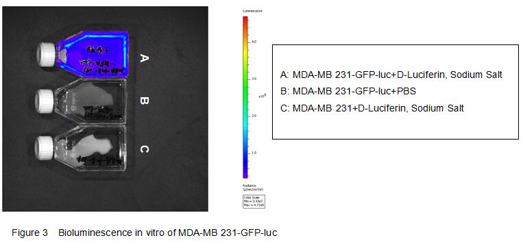 人MDA-MB-231三阴性乳腺癌细胞(MDA-MB-231)