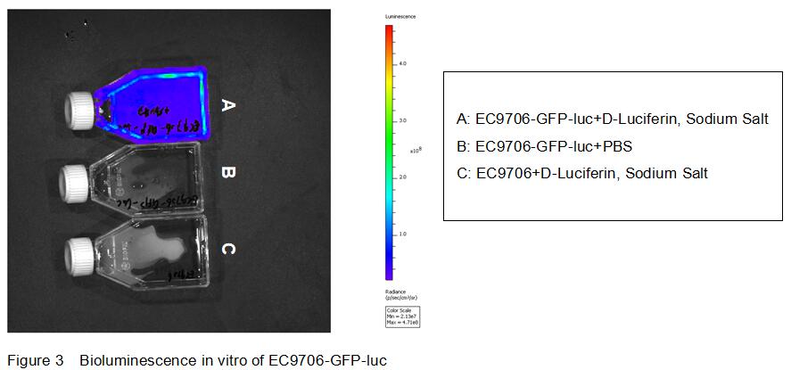 人EC9706食管癌细胞-荧光素酶(EC9706-Luc)