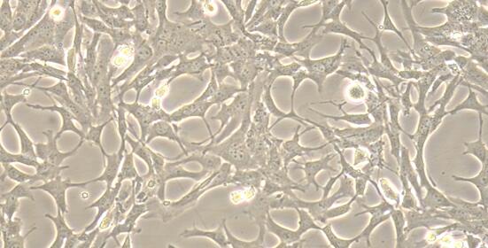 小鼠C8-D1A脑星形胶质细胞(C8-D1A)