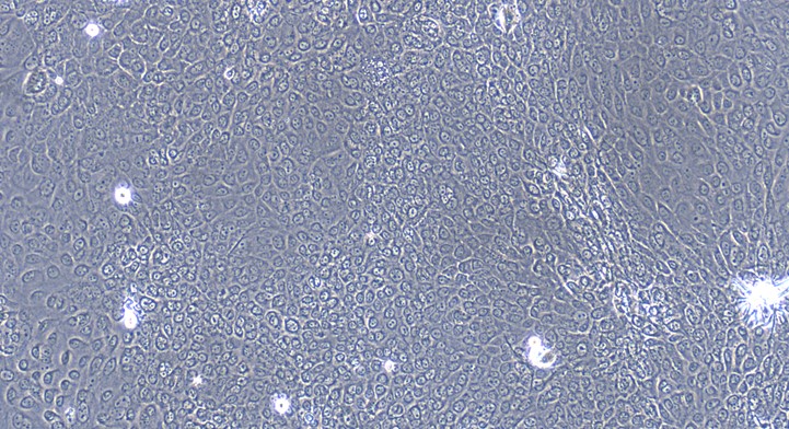 犬口腔黏膜上皮细胞( OMEC)原代细胞