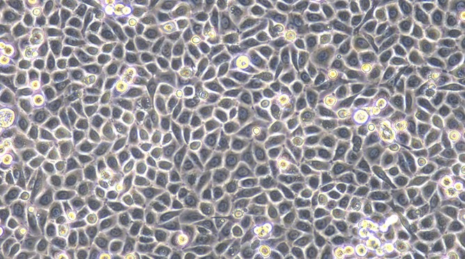 猫口腔黏膜上皮细胞( OMEC)原代细胞