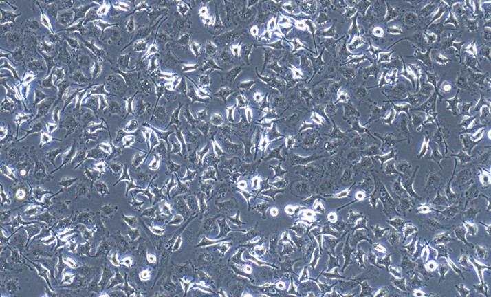 小鼠腹腔巨噬細(xì)胞(PM)原代細(xì)胞