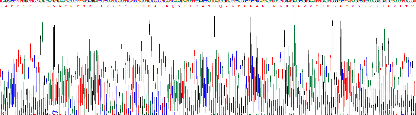 白介素1α(IL1a)真核蛋白