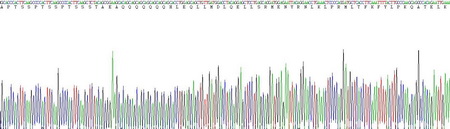 白介素2(IL2)真核蛋白
