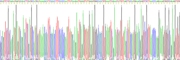 白介素8(IL8)真核蛋白