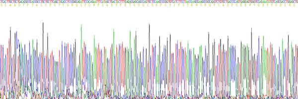 巨噬细胞炎性蛋白1α(MIP1a)真核蛋白