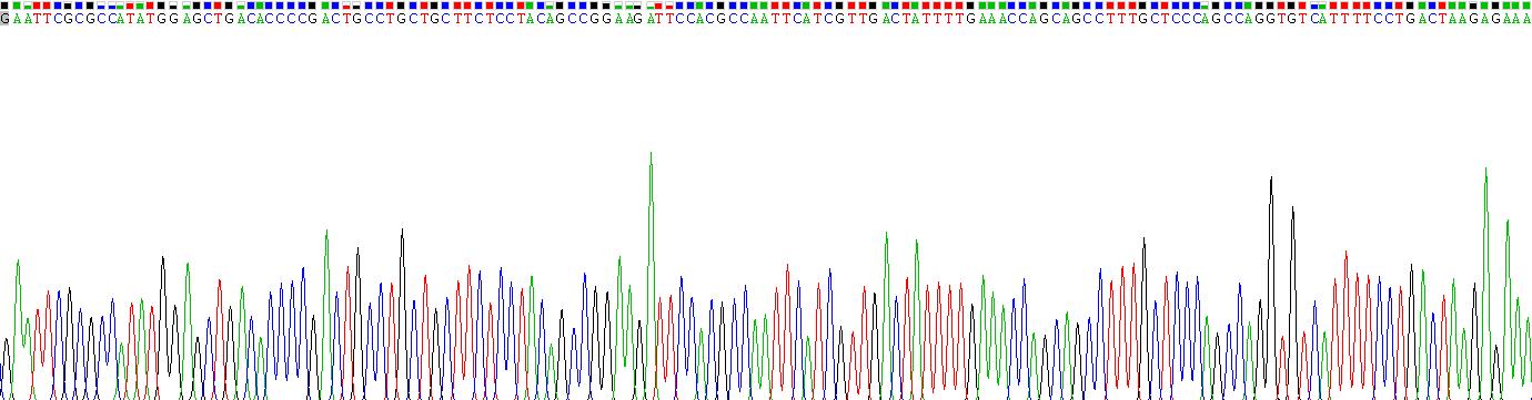巨噬细胞炎性蛋白1α(MIP1a)真核蛋白