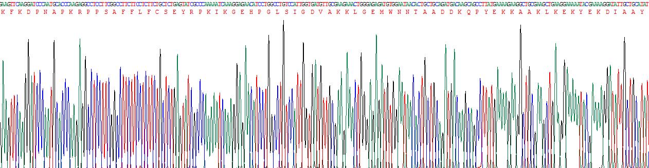 高迁移率族蛋白1(HMGB1)真核蛋白