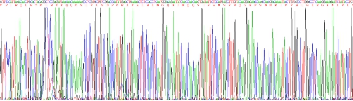 白介素1β(IL1b)真核蛋白