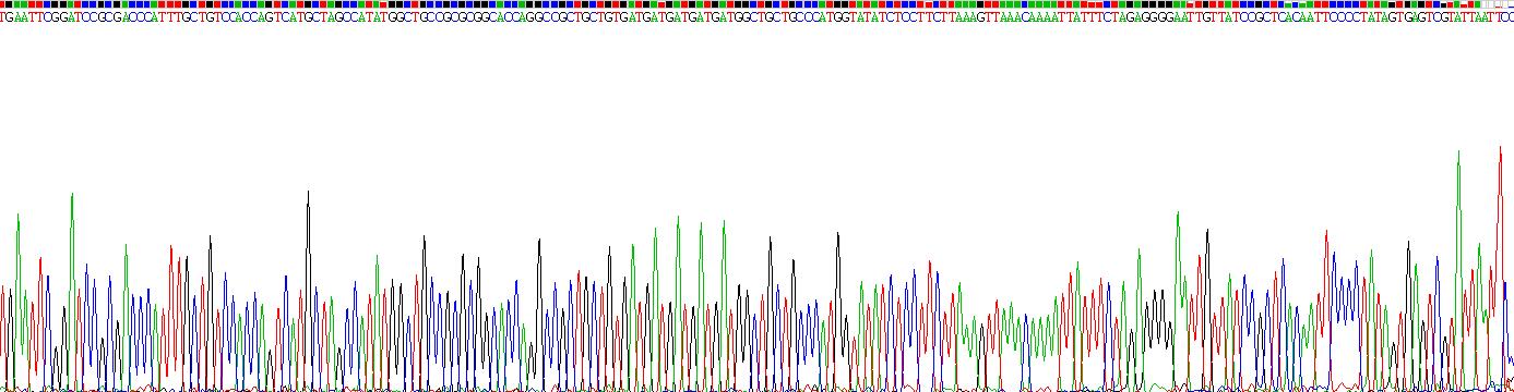 CD28分子(CD28)真核蛋白