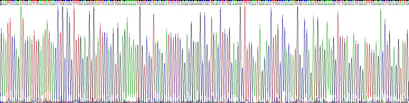 归巢关联细胞黏附分子(HCAM)真核蛋白