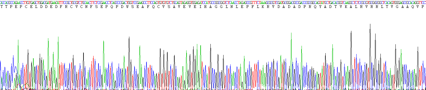 CD14分子(CD14)真核蛋白