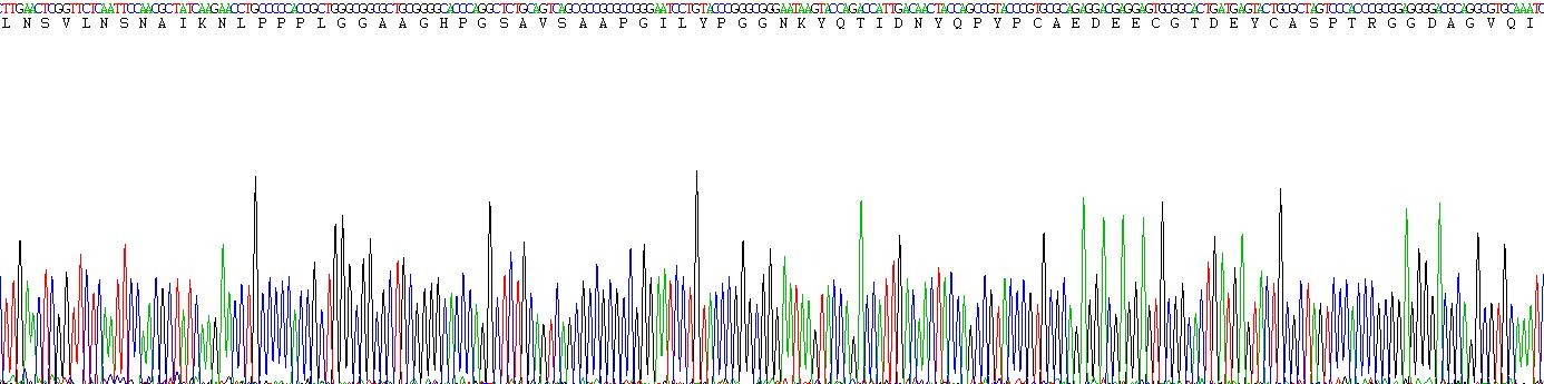 Dickkopf相关蛋白1(DKK1)真核蛋白