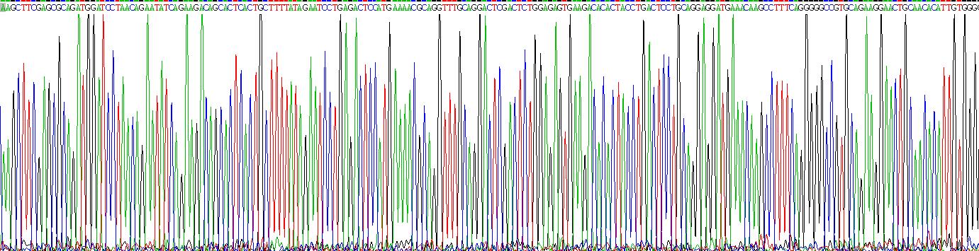 核因子κB受體激活因子配體(RANkL)真核蛋白