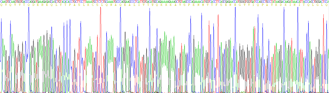CD200分子(CD200)真核蛋白