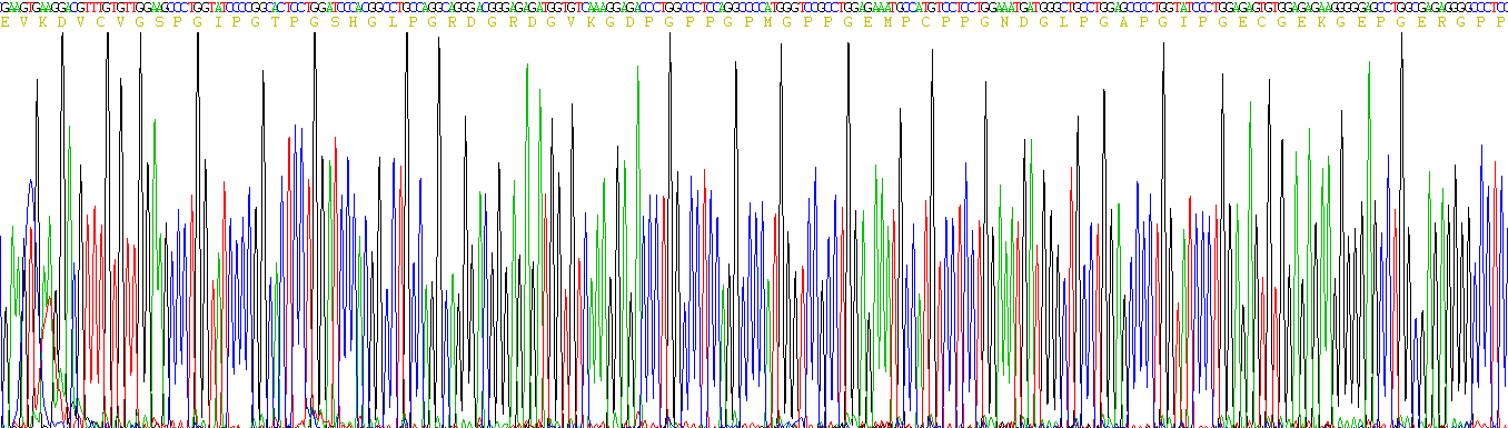 表面活性物质关联蛋白A(SFTPA1)真核蛋白