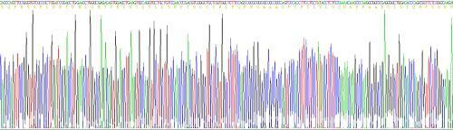 CD8a分子(CD8a)真核蛋白