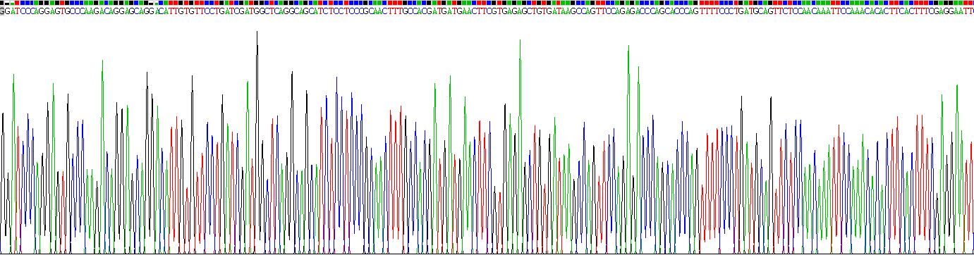 整合素αX(CD11c)真核蛋白