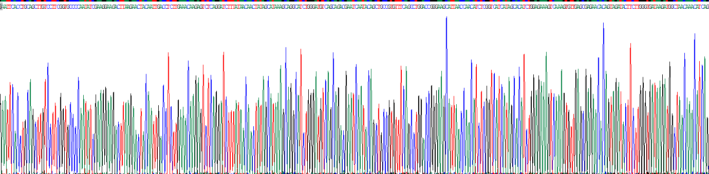 白介素31(IL31)真核蛋白
