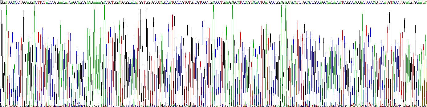 CD56分子(CD56)真核蛋白