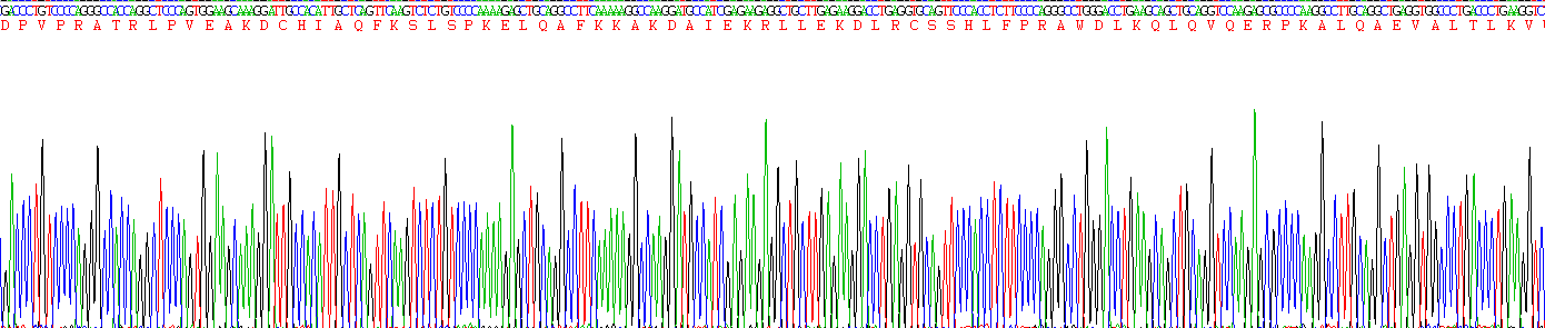 白介素28A(IL28A)真核蛋白