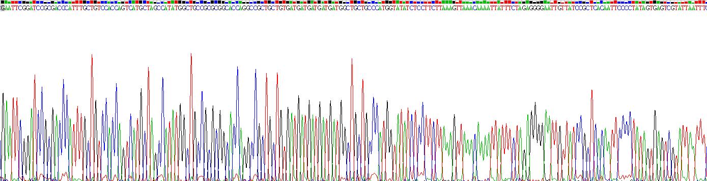 CD7分子(CD7)真核蛋白