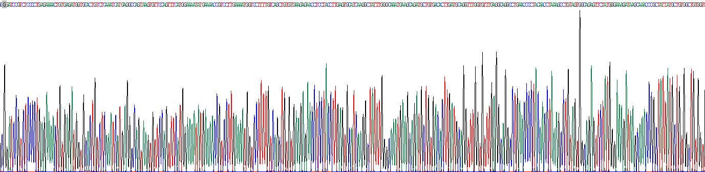 转铁蛋白(TF)真核蛋白