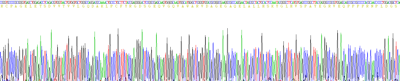 脊髓灰质炎病毒受体相关分子4(PVRL4)真核蛋白