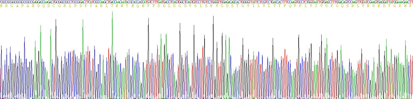 分拣蛋白1(SORT1)真核蛋白