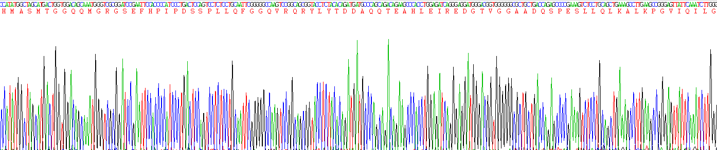 成纤维细胞生长因子21(FGF21)真核蛋白