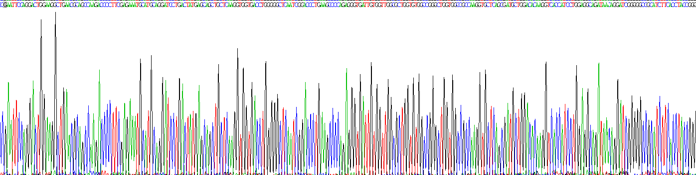 白介素4诱导蛋白1(IL4I1)真核蛋白