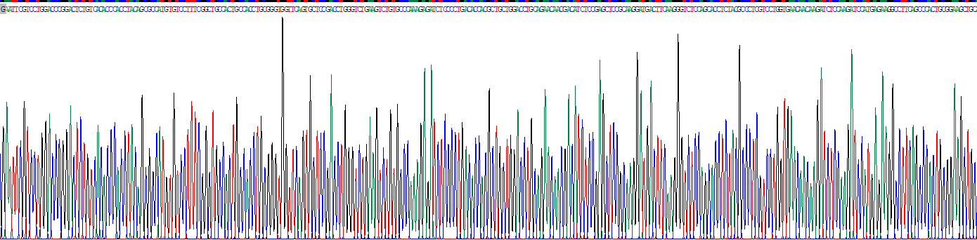 雙糖鏈蛋白聚糖(BGN)真核蛋白