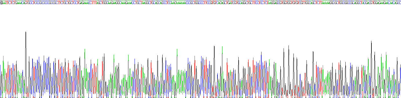 组蛋白1簇H1a(HIST1H1A)真核蛋白