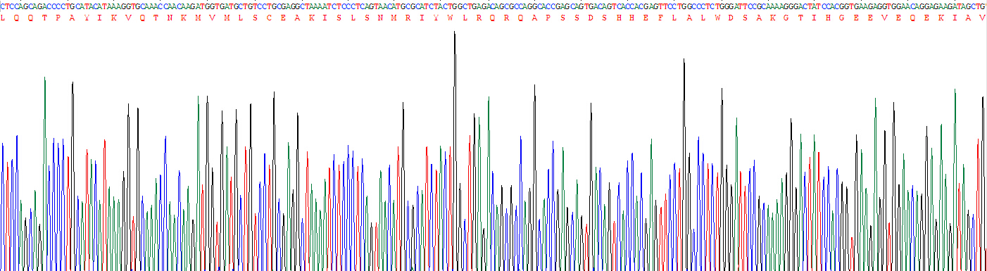 CD8b分子(CD8b)真核蛋白