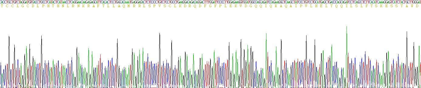 干扰素α11(IFNa11)真核蛋白