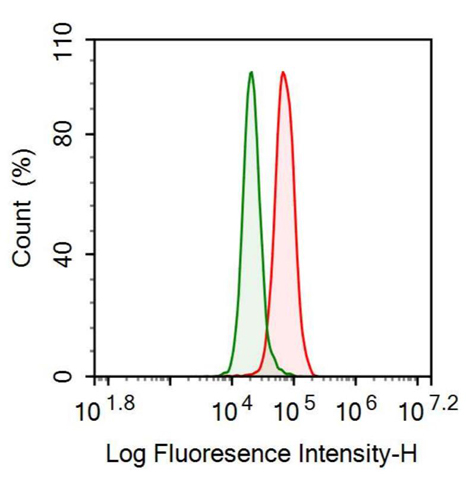 抗腦源性神經(jīng)營養(yǎng)因子(BDNF)多克隆抗體
