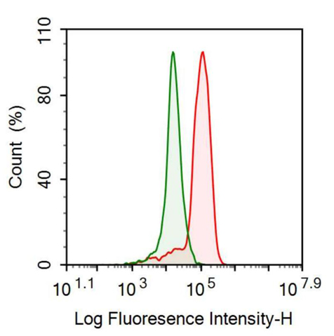 抗基質(zhì)金屬蛋白酶2(MMP2)多克隆抗體