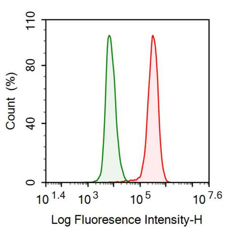 抗基质金属蛋白酶9(MMP9)单克隆抗体