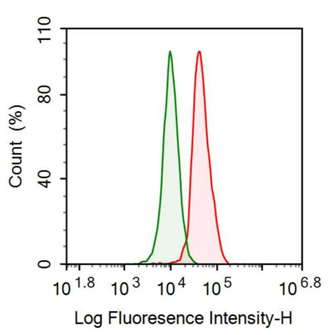 抗S100钙结合蛋白B(S100B)单克隆抗体