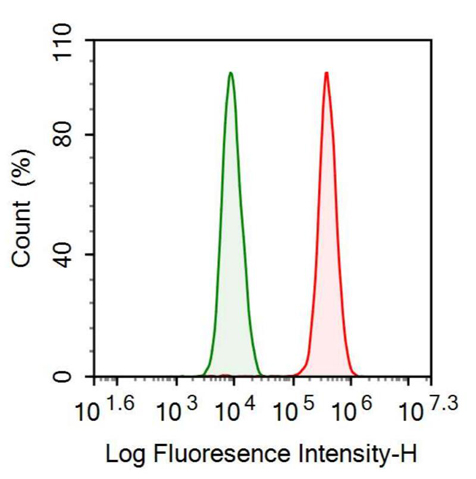 抗S100钙结合蛋白B(S100B)单克隆抗体