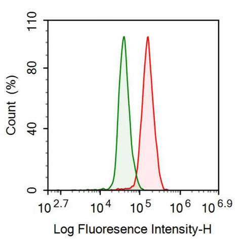 抗血红素氧合酶1(HO1)多克隆抗体