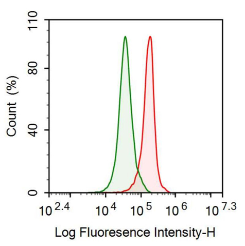 抗骨粘连蛋白(ON)多克隆抗体