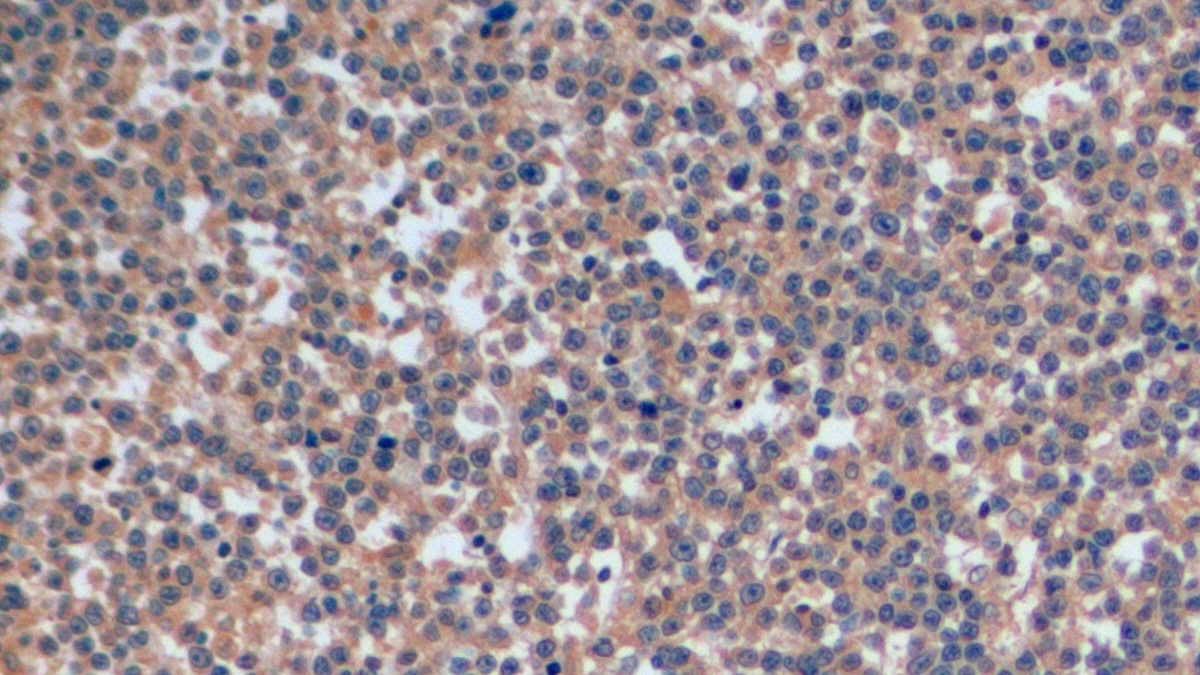 抗CD4分子(CD4)单克隆抗体(别藻蓝蛋白标记)