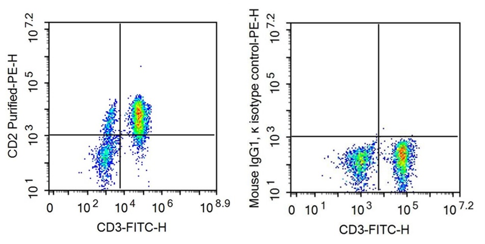 抗CD2分子(CD2)单克隆抗体