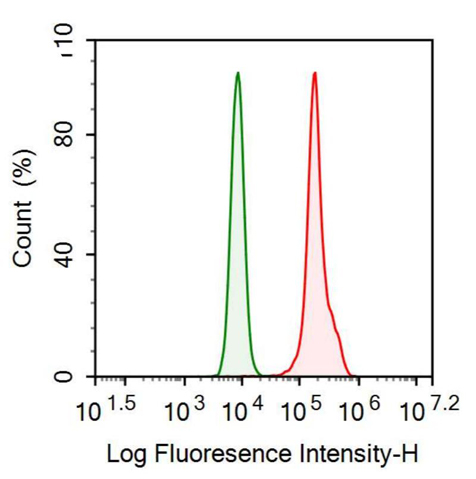 抗角蛋白8(CK8)單克隆抗體