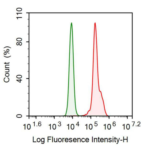 抗角蛋白8(CK8)單克隆抗體