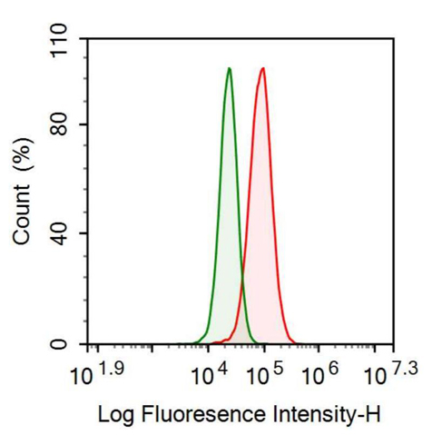 抗Ⅷ型胶原α1(COL8a1)多克隆抗体
