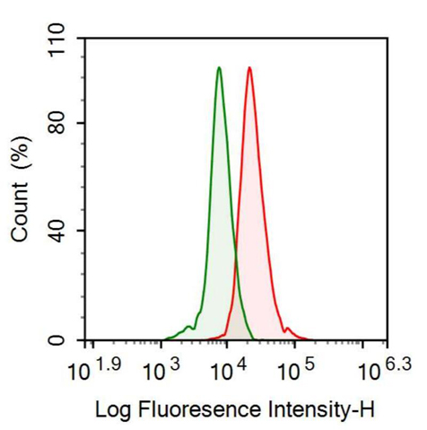 抗骨诱导因子(OGN)多克隆抗体